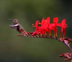 Crocosmia Hummingbird Plants Crocosmia Lucifer Hummingbird Flowers