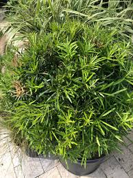 Image result for Scepocarpus