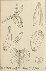 Image result for Malaxis weberbaueriana