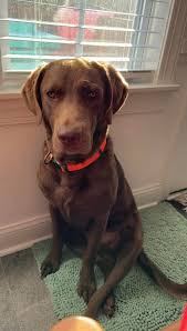 Bandit has been adopted and is loving his new family!