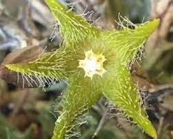 Image result for Orbea dummeri