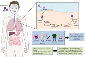 It was first identified in december 2019 in wuhan,. Frontiers The Mechanisms And Animal Models Of Sars Cov 2 Infection Cell And Developmental Biology
