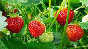 Die erdbeerpflanzen können nicht nur im beet im garten, sondern auch im kübel oder in blumentöpfen gezogen werden. Erdbeer Vielfalt Gartengeheimnis At