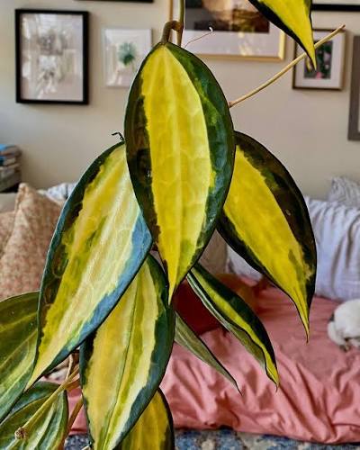 Hoya macrophylla 'pot of gold' has just the most spectacular new growth. It  will fade to a less dramatic tan/white but damn it sure earns its name with  the new leaves. I