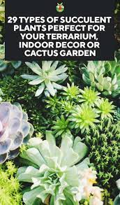 Easy care, beautiful succulent ground covers. 29 Types Of Succulent Plants For Your Terrarium Indoor Decor Or Cactus Garden