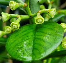 Image result for Synadenium cupulare