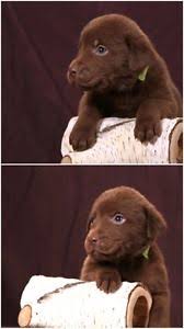 Dad is a purebred bernese mountain dog. Ckc Chocolate Lab Labrador Retriever Puppies Winnipeg Manitoba Image 10 Labrador Dog Labrador Retriever Labrador Retriever Puppies