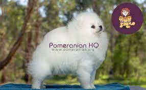 The Truth About White Pomeranian Dogs And Puppies