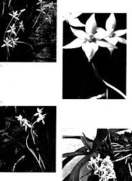 Image result for Rhipidoglossum pusillum