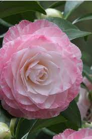 Pin On Flowers