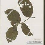 Image result for Inversodicraea