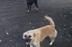 Animal cruelty is one of the more destructive ills in society; Animal Cruelty Prevention Project Globalgiving