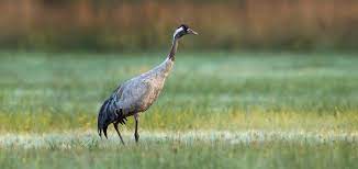 Der kranich (grus grus), auch grauer kranich oder eurasischer kranich, ist ein vertreter der familie der kraniche (gruidae). Vogelportrat Kranich Nabu