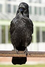 (figuré) (populaire) s'employer à une affaire avec un zèle maladroit. Corneille Noire Wikipedia