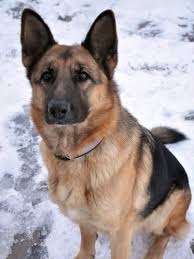 Males will be around 24 to 26 inches (60 to 66 cm) tall and weigh approximately 65 to 90 lbs (29 to 40 kg). Short Haired German Shepherds 101 All About Breeds