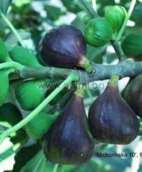 We did not find results for: Ficus Carica Michurinska 10 Fig From Botanical Garden Plovdiv Bulgaria