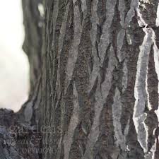 Image result for Goat Willow