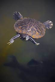 Flying Turtle Turtle Day Turtle Turtle Tank
