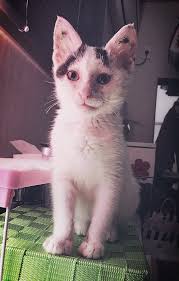 A 5 Week Old Kitten Walked Up To A Young Woman And Let Out A Silent Meow For Help What A Difference A Week Makes Meet Cooper The Cat Food Station Kitty Kitten