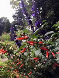 Image result for Cuphea