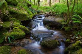 Creek Small Waterfall On A Creek In The Woods Aff Small Creek Waterfall Woods Creek Ad Leaf Images Stock Images Free Small Waterfall