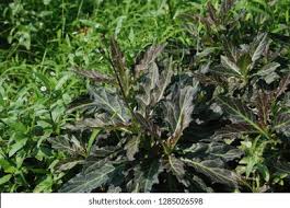 Image result for Gynura pseudochina