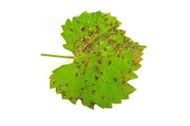 Image result for Colomerus vitis