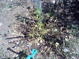 Check spelling or type a new query. Planta De Chile De Monte Se Esta Secando Que Debo Hacer