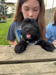 This little HavaPooKie fellow (Yorkie/Havanese/Poodle) is such a FUN little  guy!!! A shiny jet black little pup & so smart & sweet!!! Happy all the  time & LOVES to play!! He is