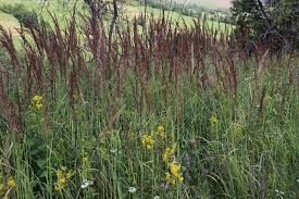 Image result for Agrostis pilgeriana