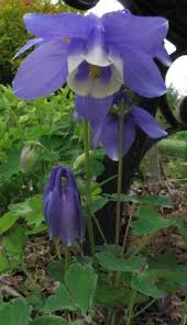 Image result for Aquilegia flabellata ministar