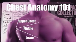 Anatomy of the muscular system. Growing A Bodybuilder Chest Anatomy And Biomechanics Youtube