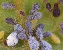 Image result for Humularia submarginalis