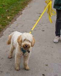 richtig gassi gehen leinenfuhrigkeit beim hund stories of a blonde leinenfuhrigkeit hunde erziehen hunde