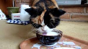 Misalnya adalah tempat yang berdekatan dengan hewan lain yang bersifat agresif dengan mereka. Sayangkan Kucing Berhenti Beri 5 Makanan Ini Pada Kucing Aiskrim Potong