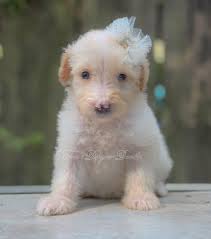 Trin's Designer Doodles added a...