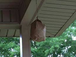 How to control carpenter bees. Tried True Ways To Get Rid Of Wasps Get Rid Of Wasps Wasp Brown Paper Bag