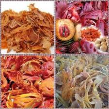 Image result for Myristicaceae