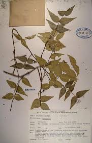 Image result for Memecylon insulare