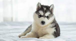 Siberian husky puppies, akc registered with champion bloodlines available around may 5th. The Siberian Husky Dog Breed Information Center