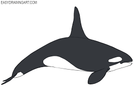 They are natural enemies of animals such as penguins and seals. How To Draw A Killer Whale Easy Drawing Art