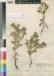 Image result for Grangea maderaspatana