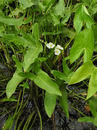 Image result for Fuirena sagittata