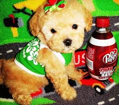 Get connected with vetted houston pembroke welsh corgi breeders and find the perfect welsh corgi puppy. Maltipoo Puppies For Sale Houston Tx 222212 Petzlover Corgi Puppies For Sale Welsh Corgi Puppies Pembroke Welsh Corgi Puppies