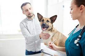 What Is Metronidazole For Dogs Dosage Uses And Side Effects