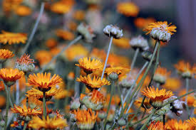 Ringelblumensalbe Selber Machen Healthy Rockstar Rezept Wundheilung Ringelblume Salbe