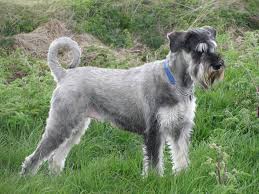 They have black eyes, black pads and a black nose. Figosky Giant Schnauzer Home Facebook