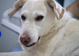 White Spot On Dog S Nose What Does It Mean Dog Leash Pro
