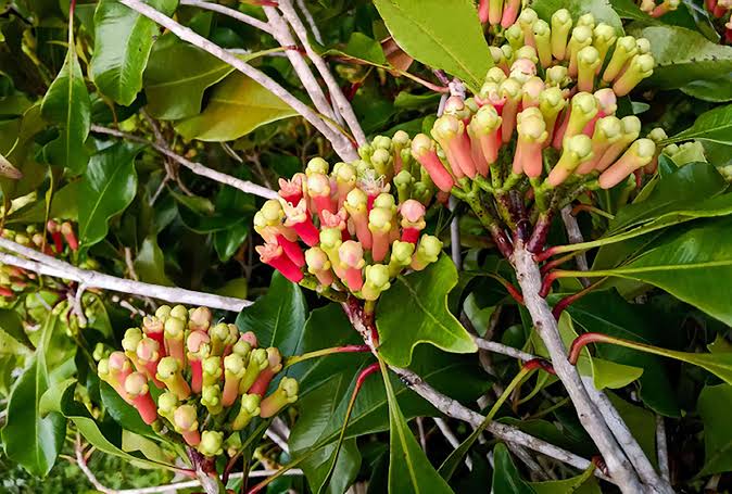 How to Grow and Care for Clove Trees