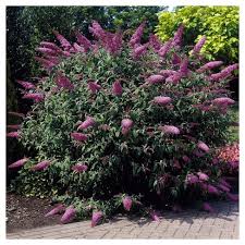 Check spelling or type a new query. Buddleia Pink Delight 1pc National Plant Network U S D A Hardiness Zone 5 9 Target